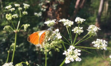 Synchronicité : quand les animaux nous font signe